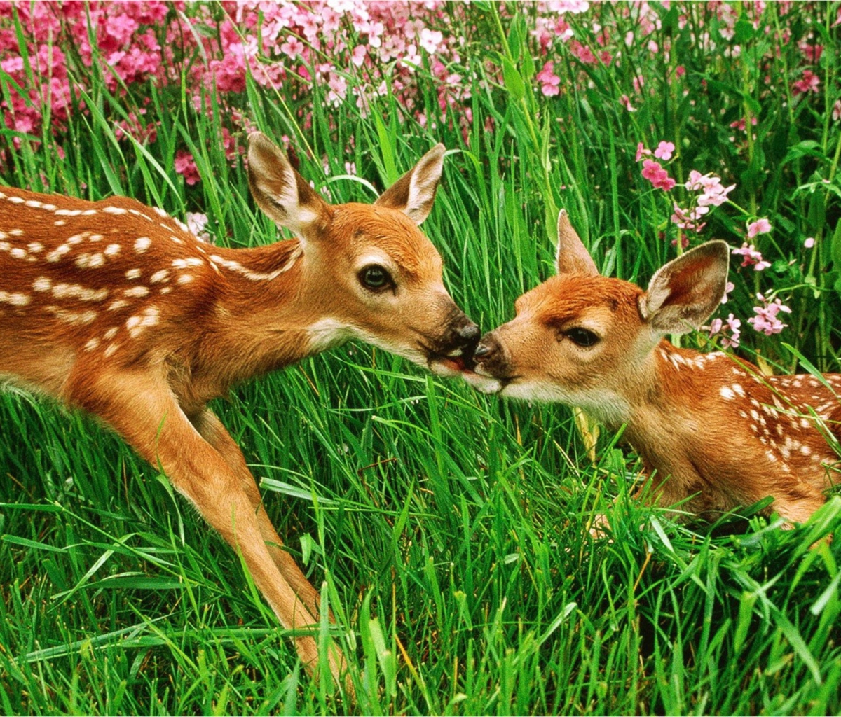 Two Deer Kissing In Grass wallpaper 1200x1024