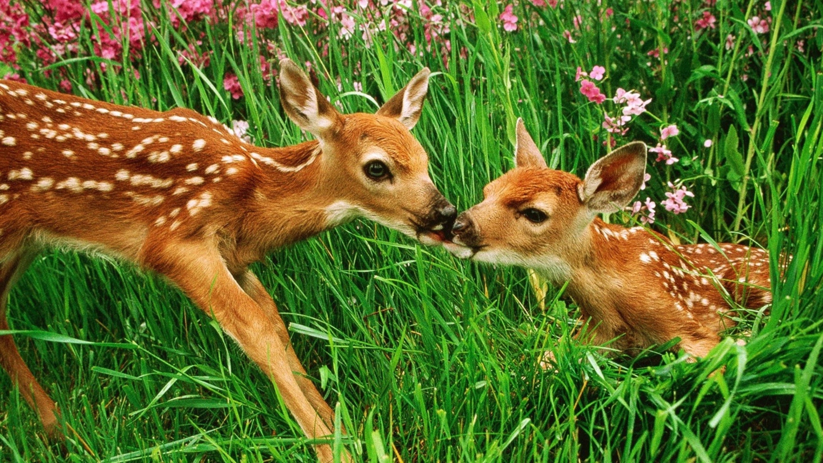 Two Deer Kissing In Grass wallpaper 1600x900