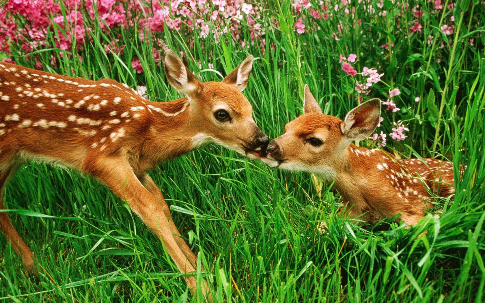 Screenshot №1 pro téma Two Deer Kissing In Grass 1680x1050