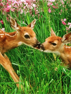 Screenshot №1 pro téma Two Deer Kissing In Grass 240x320