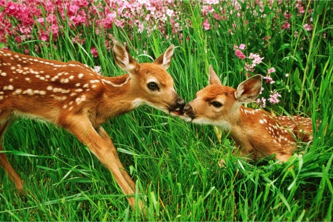 Fondo de pantalla Two Deer Kissing In Grass 480x320