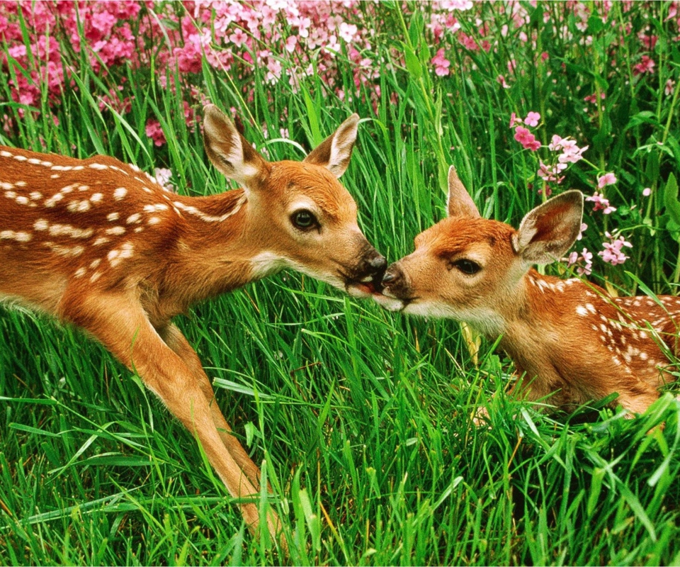 Das Two Deer Kissing In Grass Wallpaper 960x800