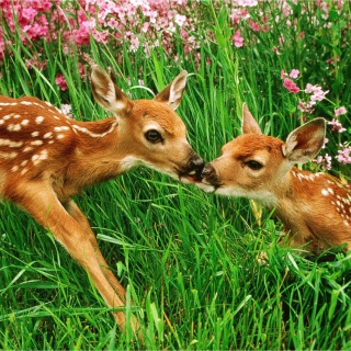 Two Deer Kissing In Grass papel de parede para celular para iPad