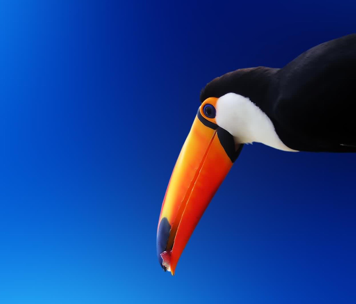 High Contrast Colorful Toucan wallpaper 1200x1024