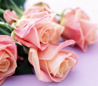 Pink Roses - Obrázkek zdarma pro iPad