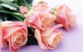 Pink Roses - Obrázkek zdarma pro 1366x768