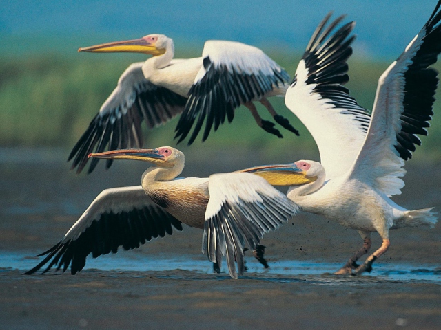 Das Three Pelicans Wallpaper 640x480