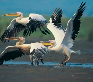 Three Pelicans - Obrázkek zdarma pro iPad Air