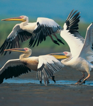 Three Pelicans - Obrázkek zdarma pro 240x400