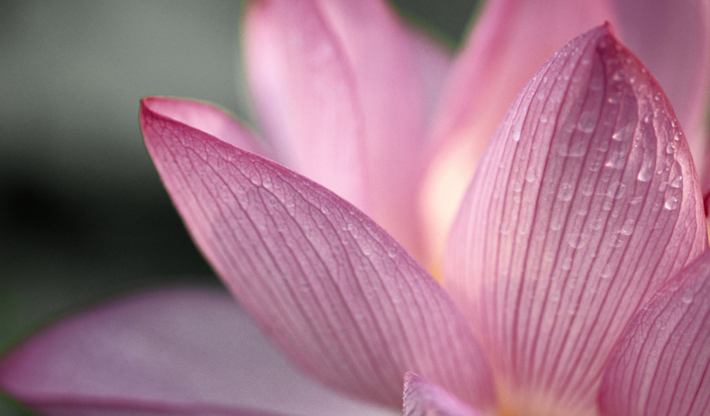 Screenshot №1 pro téma Lotus Flower 1024x600