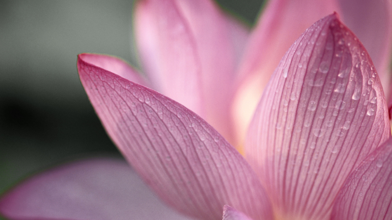 Sfondi Lotus Flower 1366x768