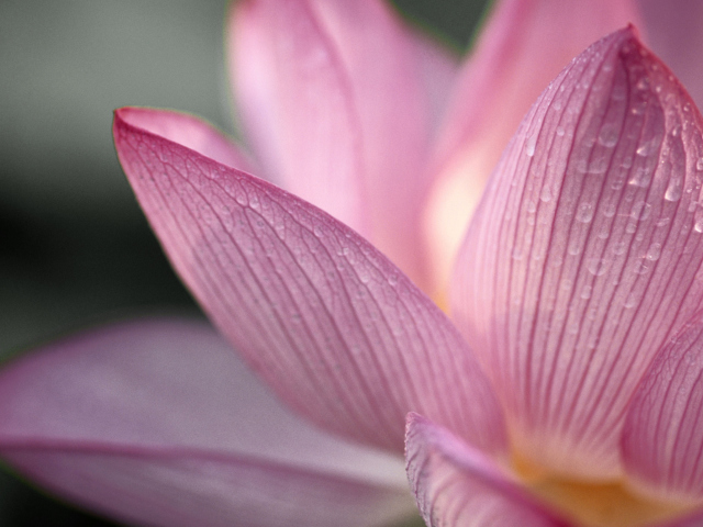 Lotus Flower wallpaper 640x480