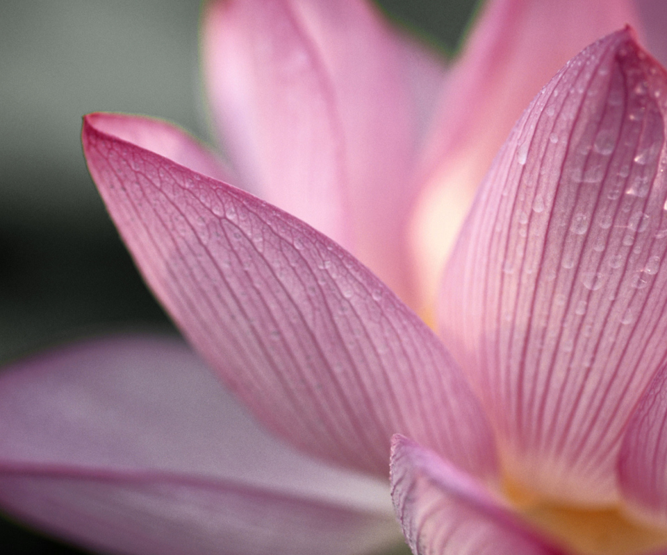 Lotus Flower wallpaper 960x800