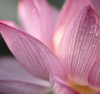 Lotus Flower - Obrázkek zdarma pro iPad Air