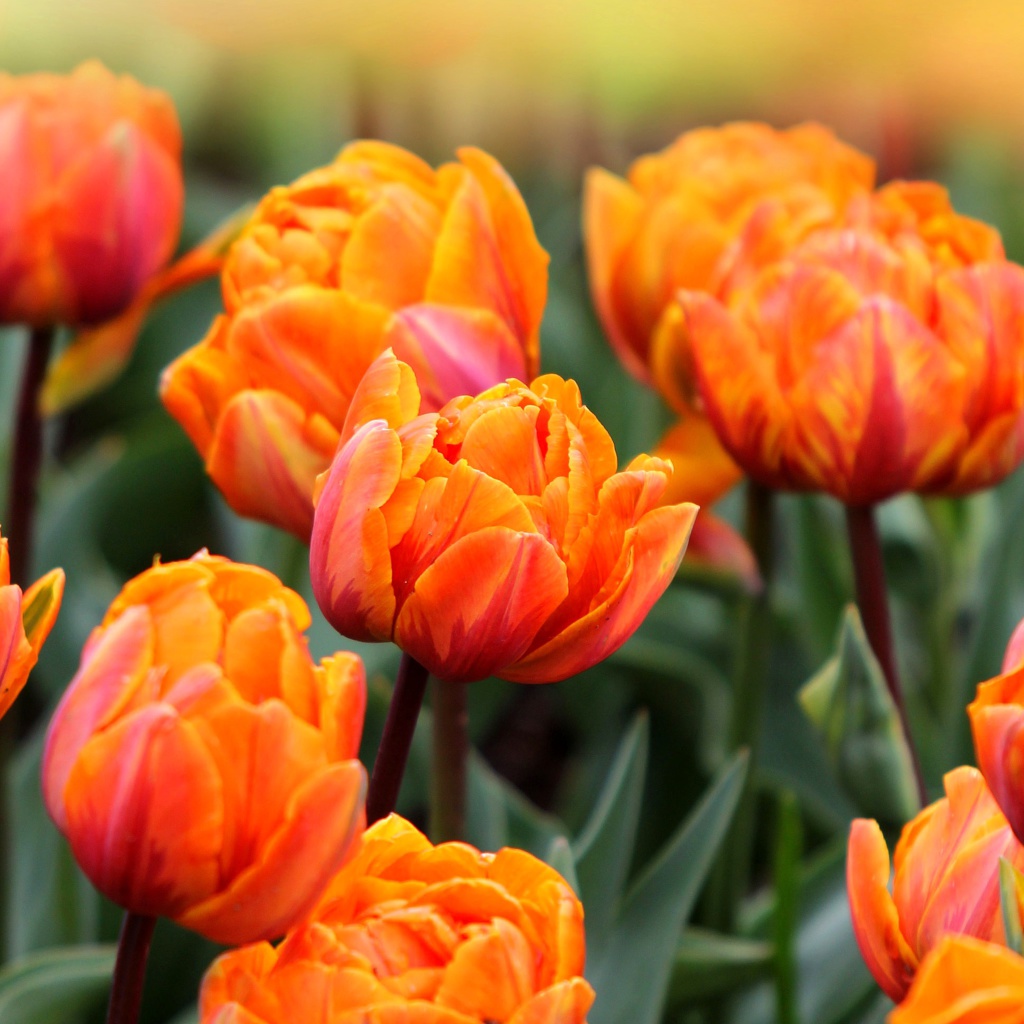 Fondo de pantalla Orange Tulips 1024x1024