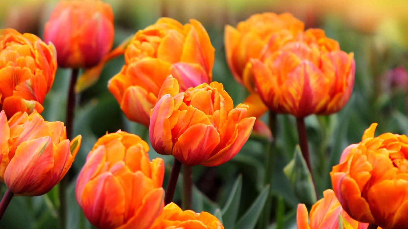 Fondo de pantalla Orange Tulips 1366x768