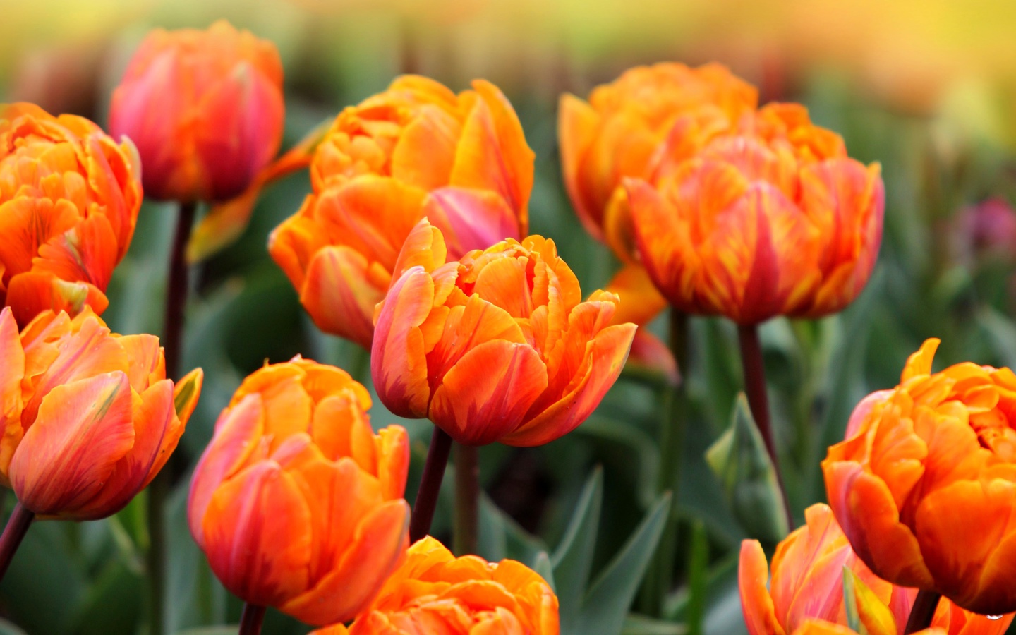 Fondo de pantalla Orange Tulips 1440x900