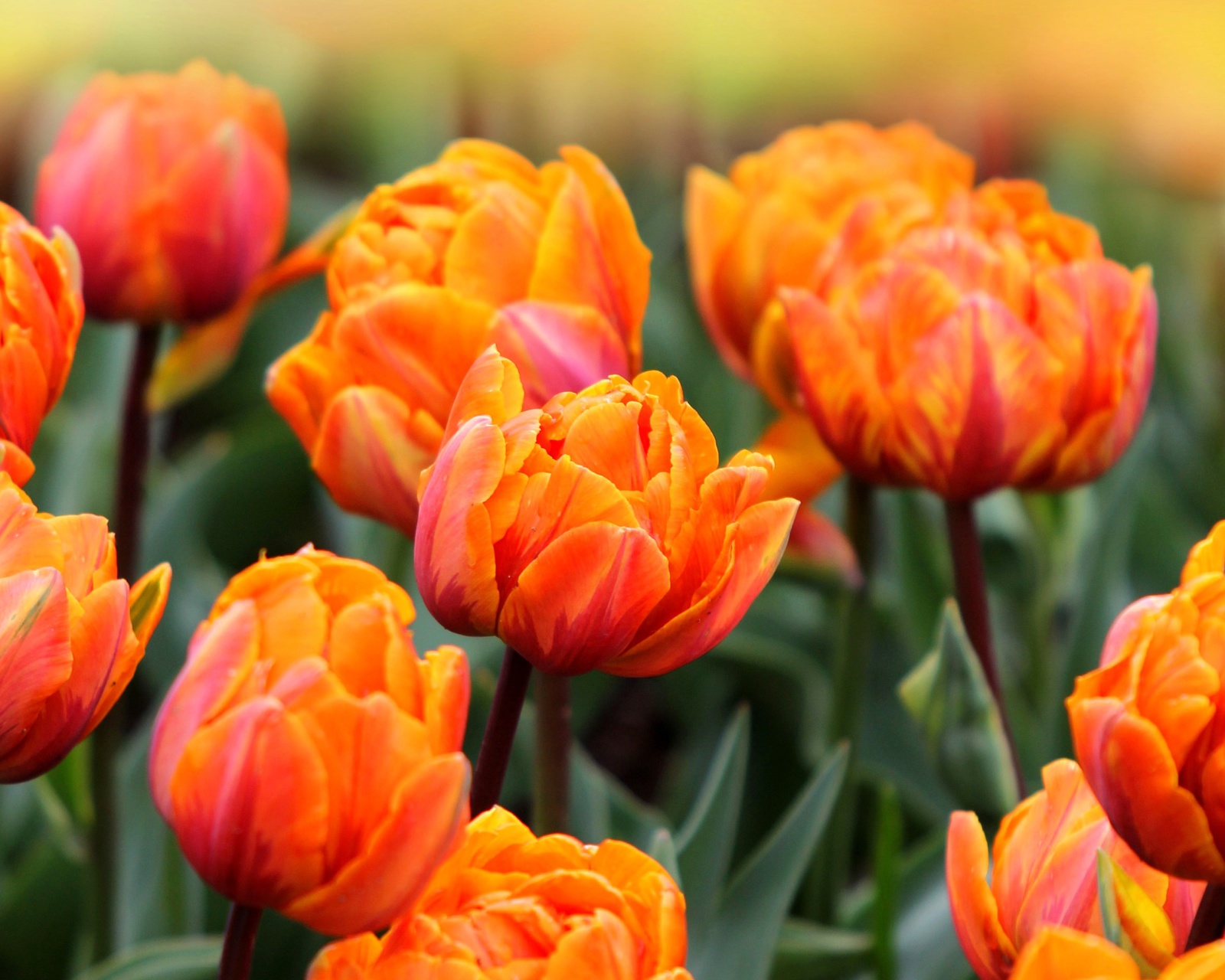 Fondo de pantalla Orange Tulips 1600x1280