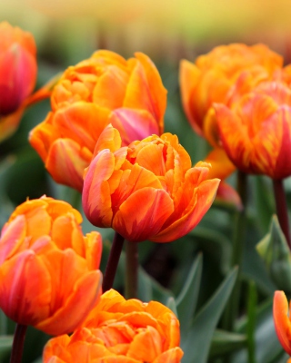 Orange Tulips - Obrázkek zdarma pro 176x220