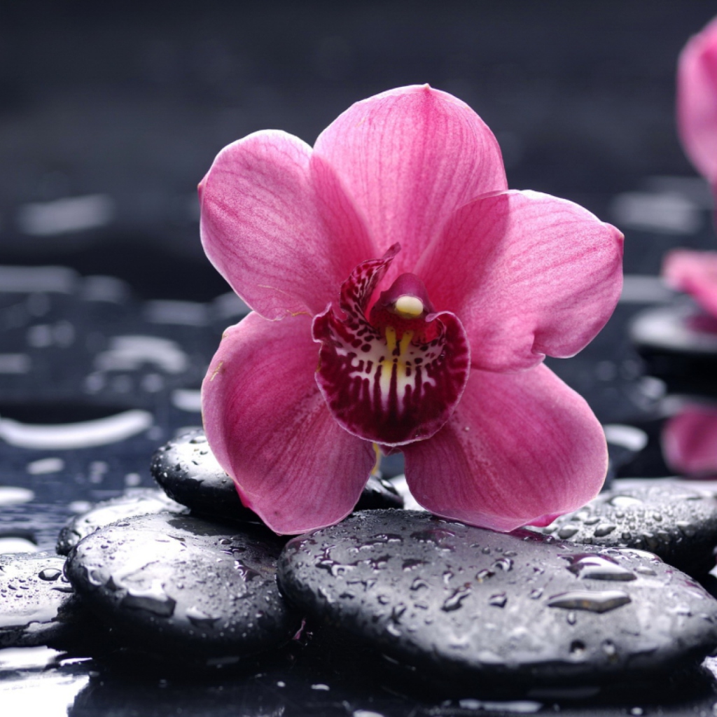 Screenshot №1 pro téma Pink Flower And Stones 1024x1024