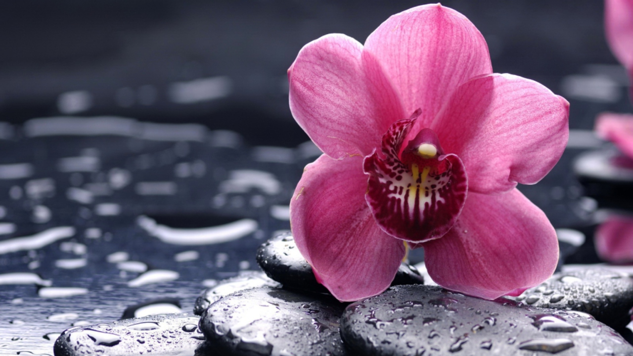 Screenshot №1 pro téma Pink Flower And Stones 1280x720