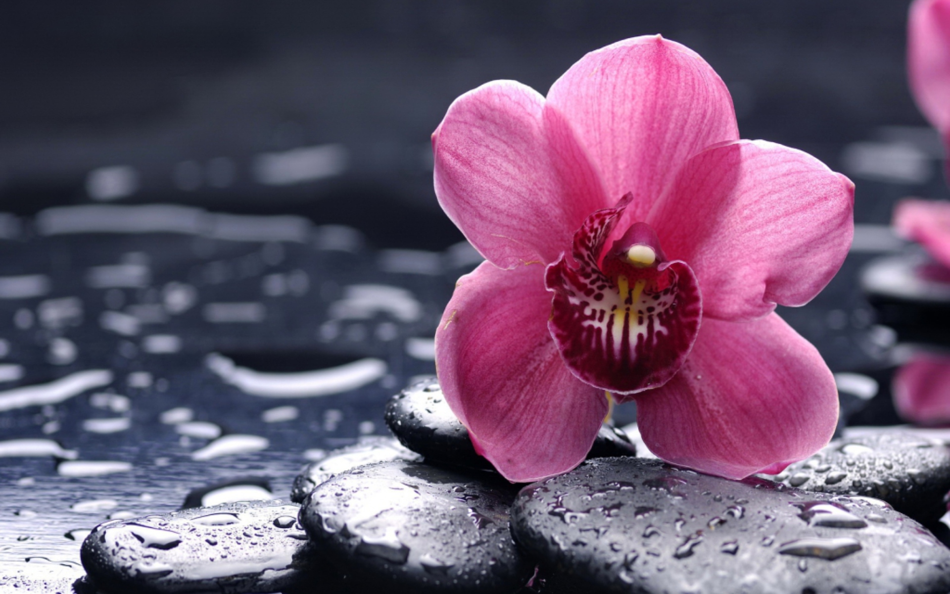 Screenshot №1 pro téma Pink Flower And Stones 1920x1200
