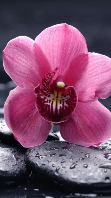 Das Pink Flower And Stones Wallpaper 360x640