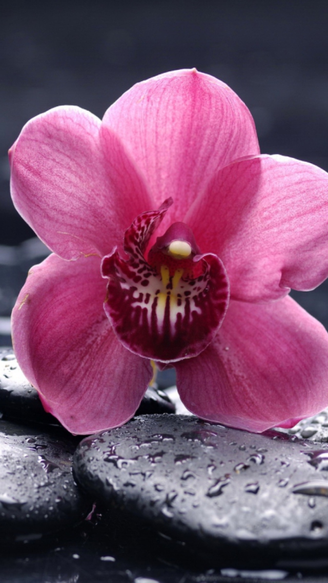 Pink Flower And Stones wallpaper 640x1136