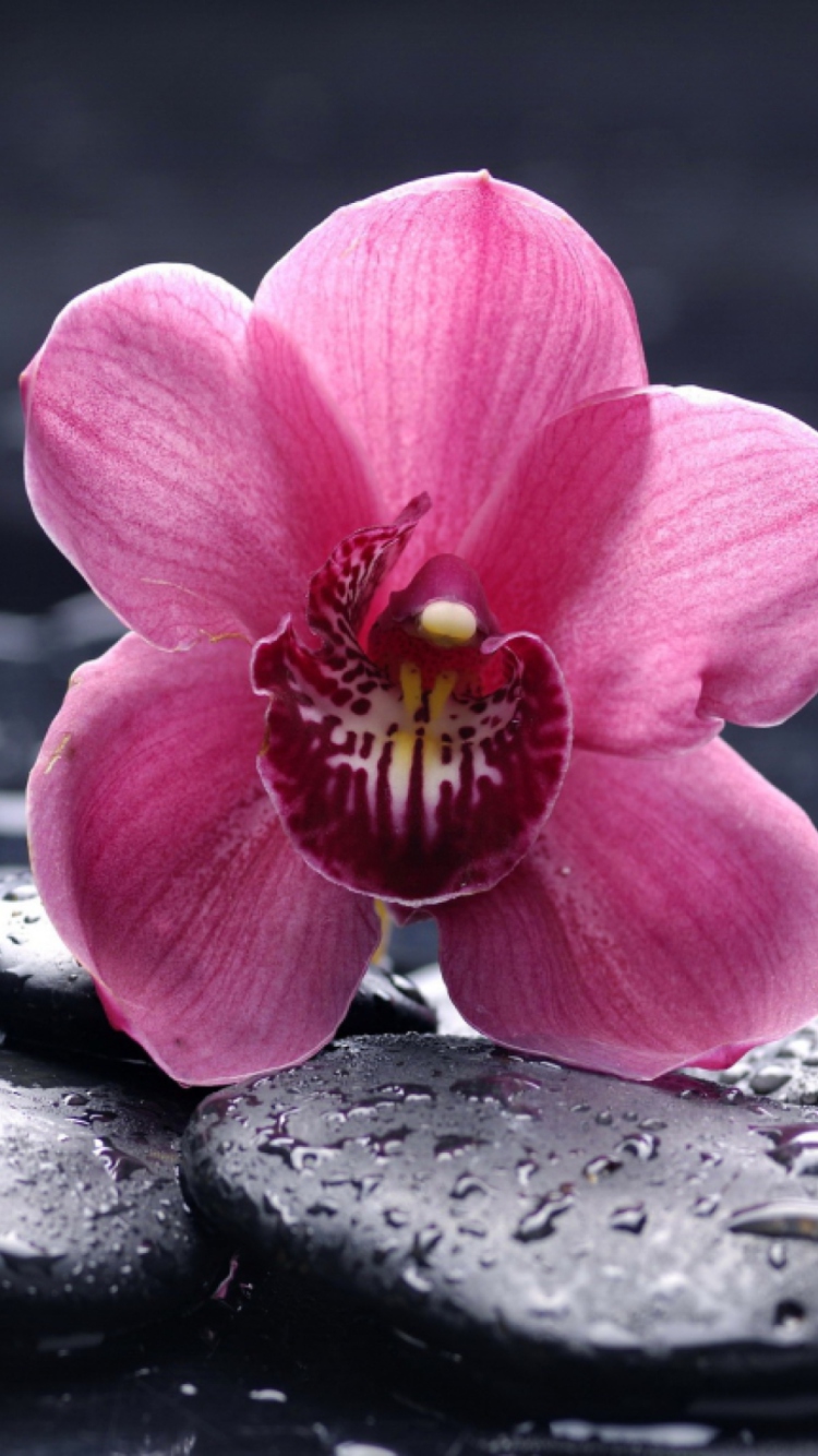 Screenshot №1 pro téma Pink Flower And Stones 750x1334