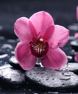Pink Flower And Stones - Obrázkek zdarma pro Nokia Asha 305