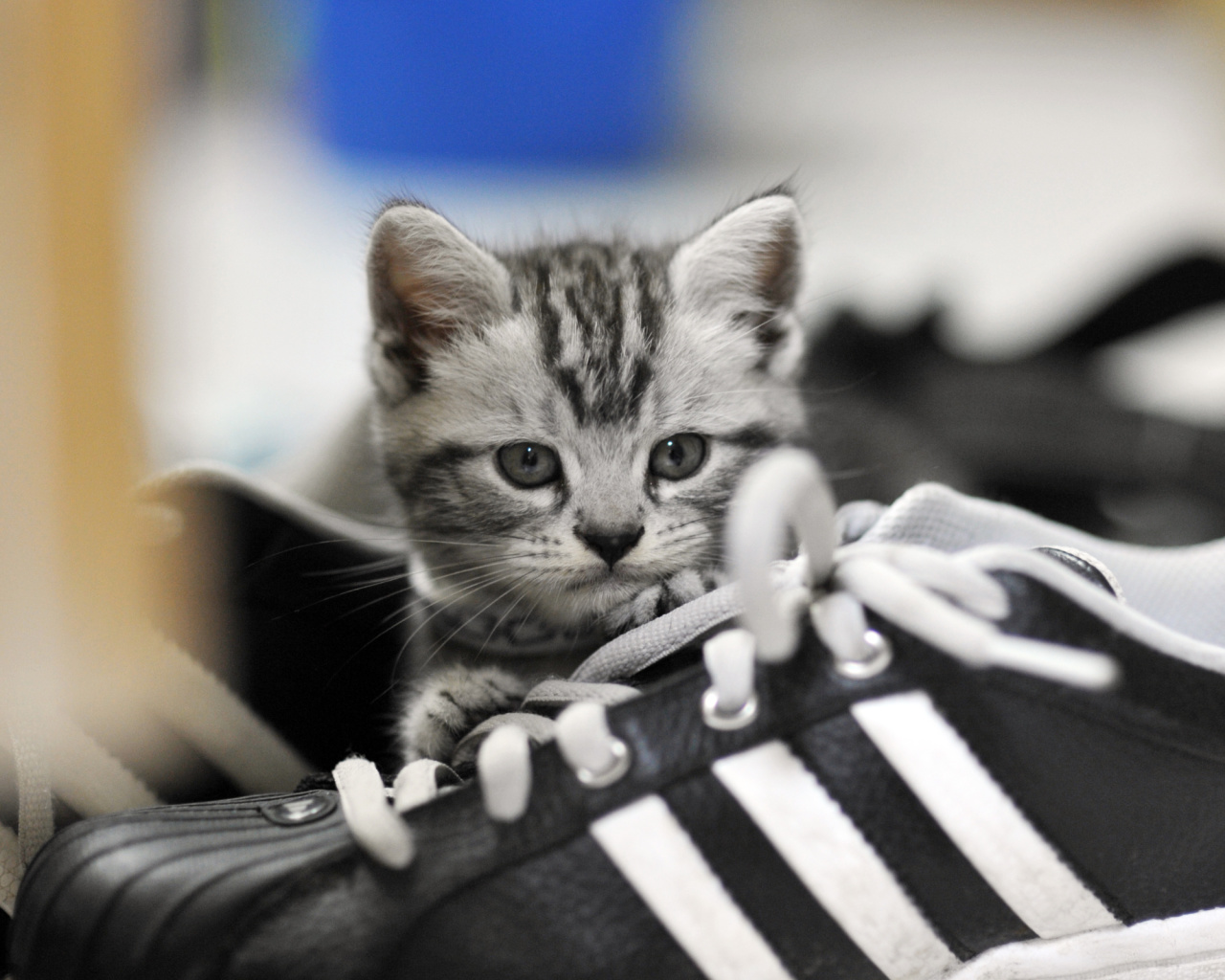 Fondo de pantalla Kitten with shoes 1280x1024