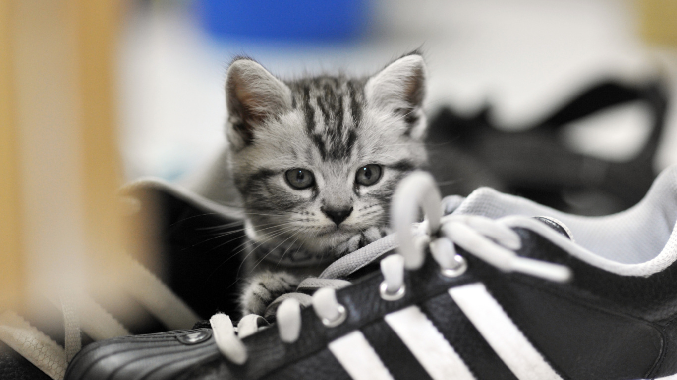 Fondo de pantalla Kitten with shoes 1366x768