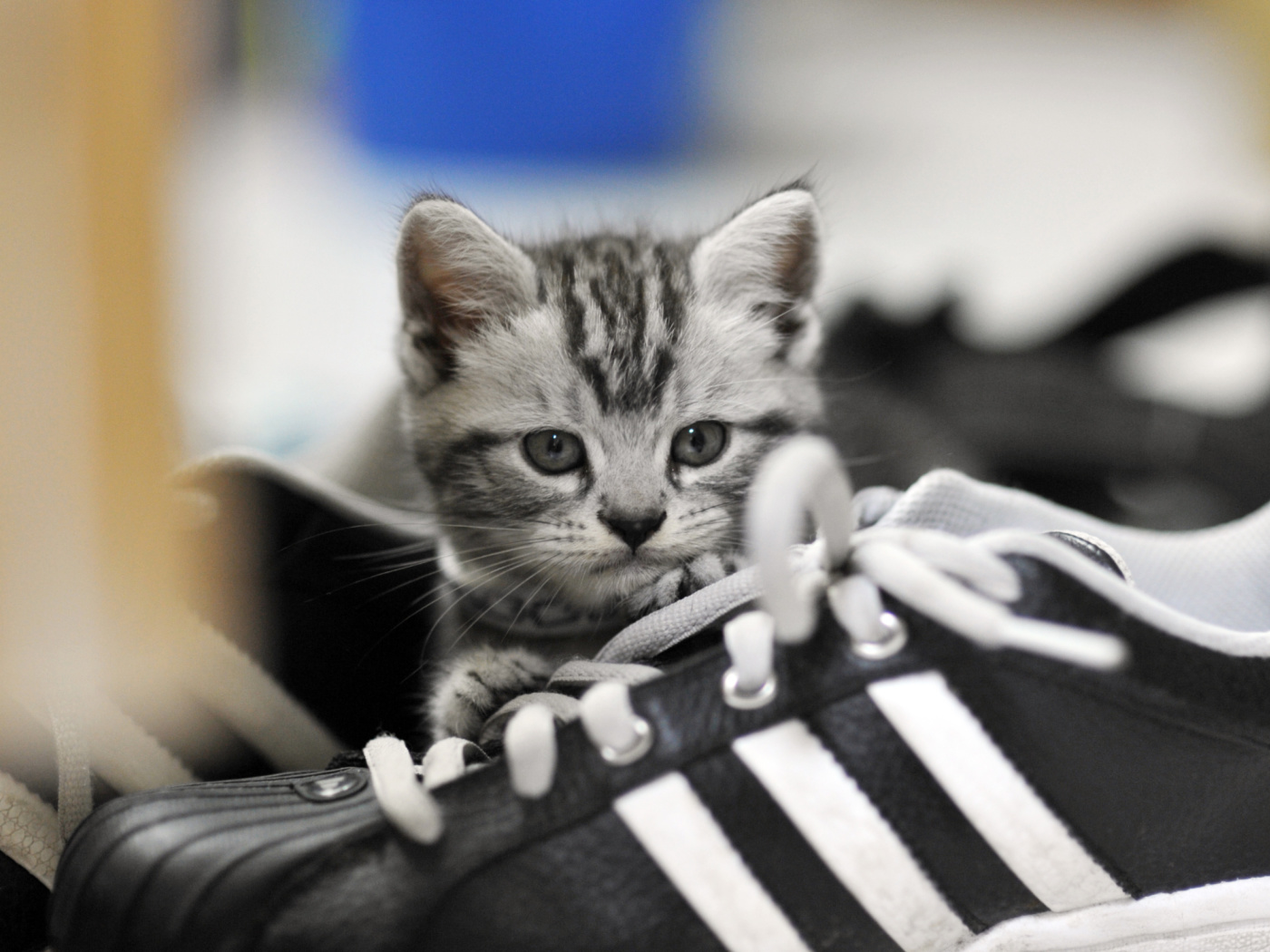 Kitten with shoes wallpaper 1400x1050