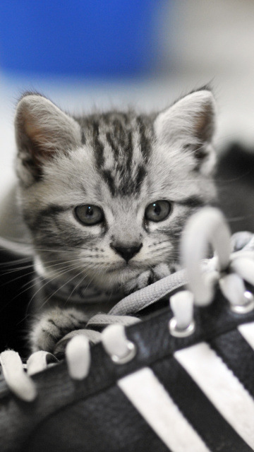 Kitten with shoes wallpaper 360x640