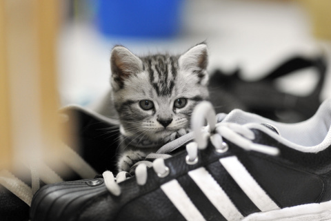 Обои Kitten with shoes 480x320