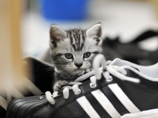 Обои Kitten with shoes 640x480