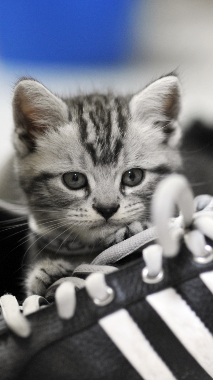 Kitten with shoes wallpaper 750x1334