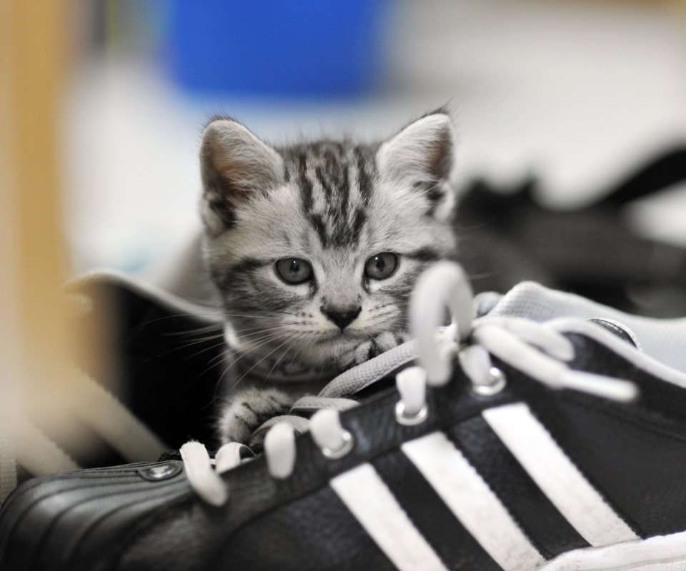 Kitten with shoes wallpaper 960x800