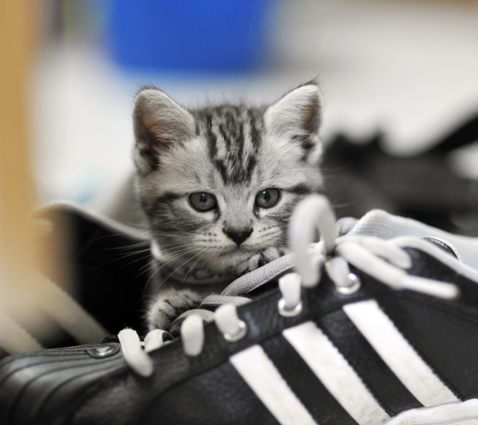 Обои Kitten with shoes 960x854