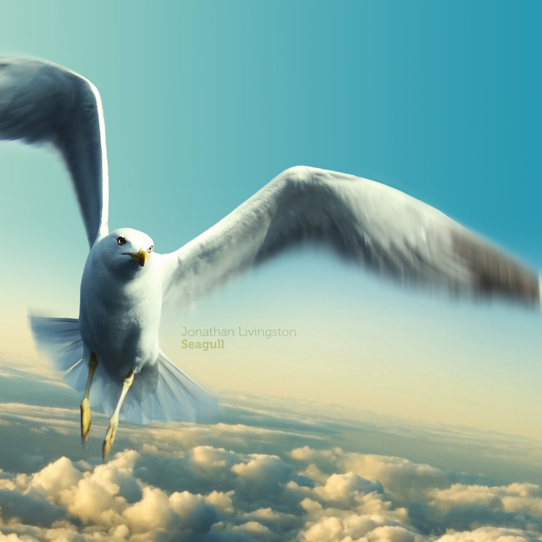 Screenshot №1 pro téma Jonathan Livingston Seagull 2048x2048