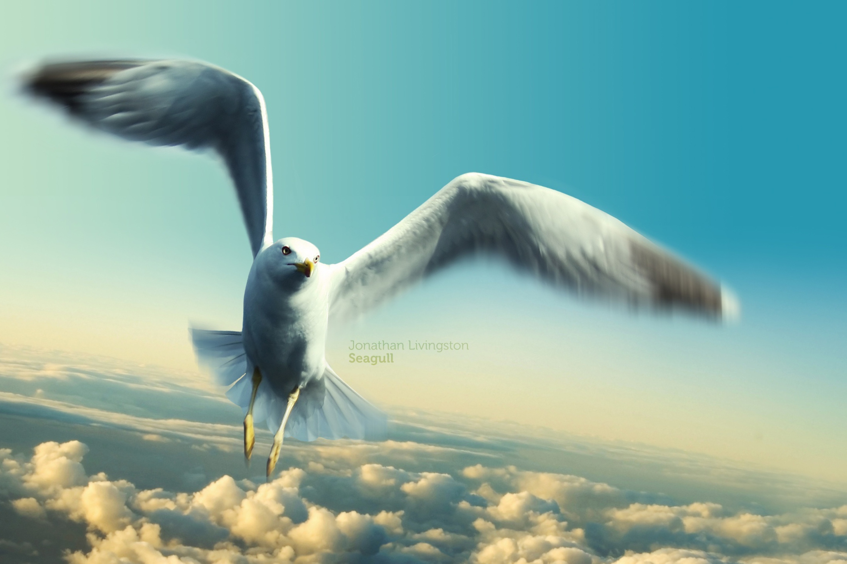 Screenshot №1 pro téma Jonathan Livingston Seagull 2880x1920