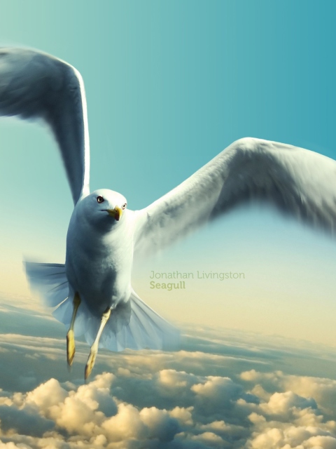 Screenshot №1 pro téma Jonathan Livingston Seagull 480x640