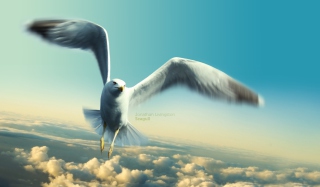 Jonathan Livingston Seagull - Obrázkek zdarma pro 640x480