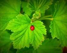 Screenshot №1 pro téma Red Ladybug On Green Leaf 220x176