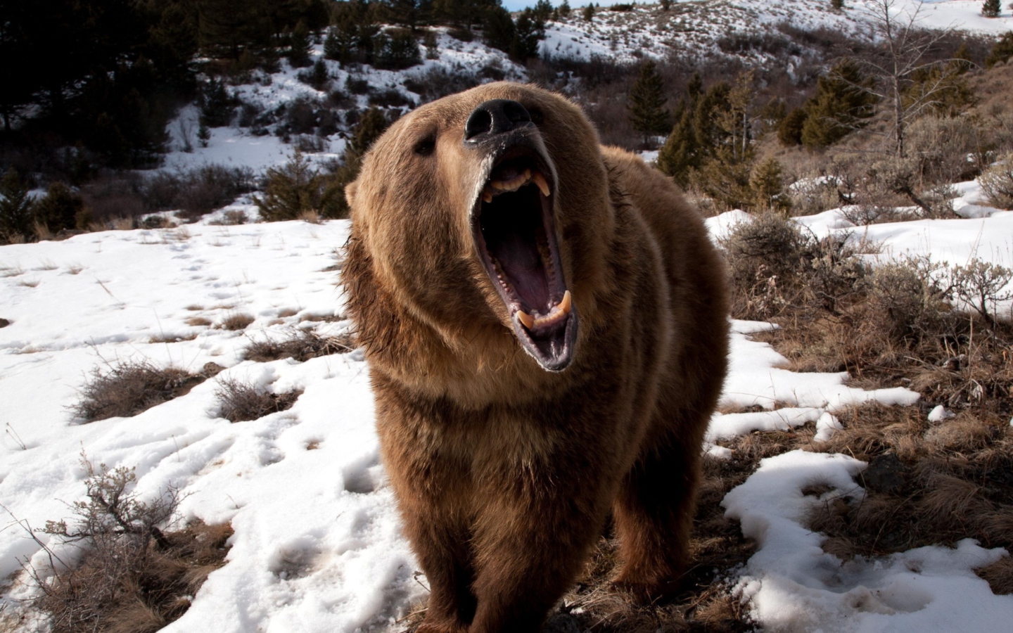 Screenshot №1 pro téma Brown Bear Roaring 1440x900