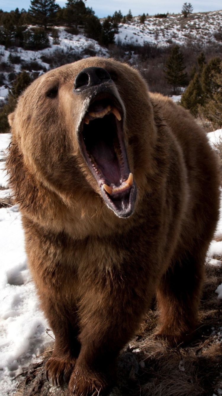 Screenshot №1 pro téma Brown Bear Roaring 750x1334