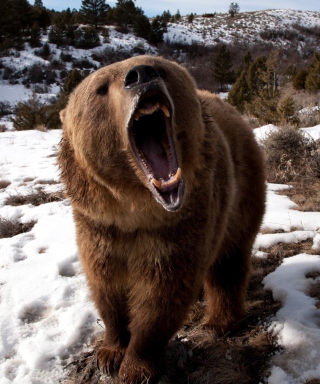 Brown Bear Roaring - Obrázkek zdarma pro Nokia Asha 310
