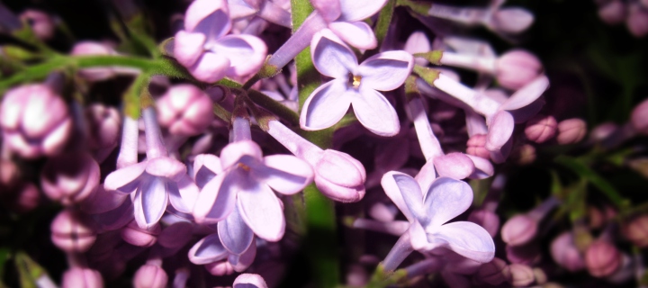 Fondo de pantalla Lilac Is In Flower 720x320
