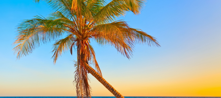 Tropical Sunset wallpaper 720x320