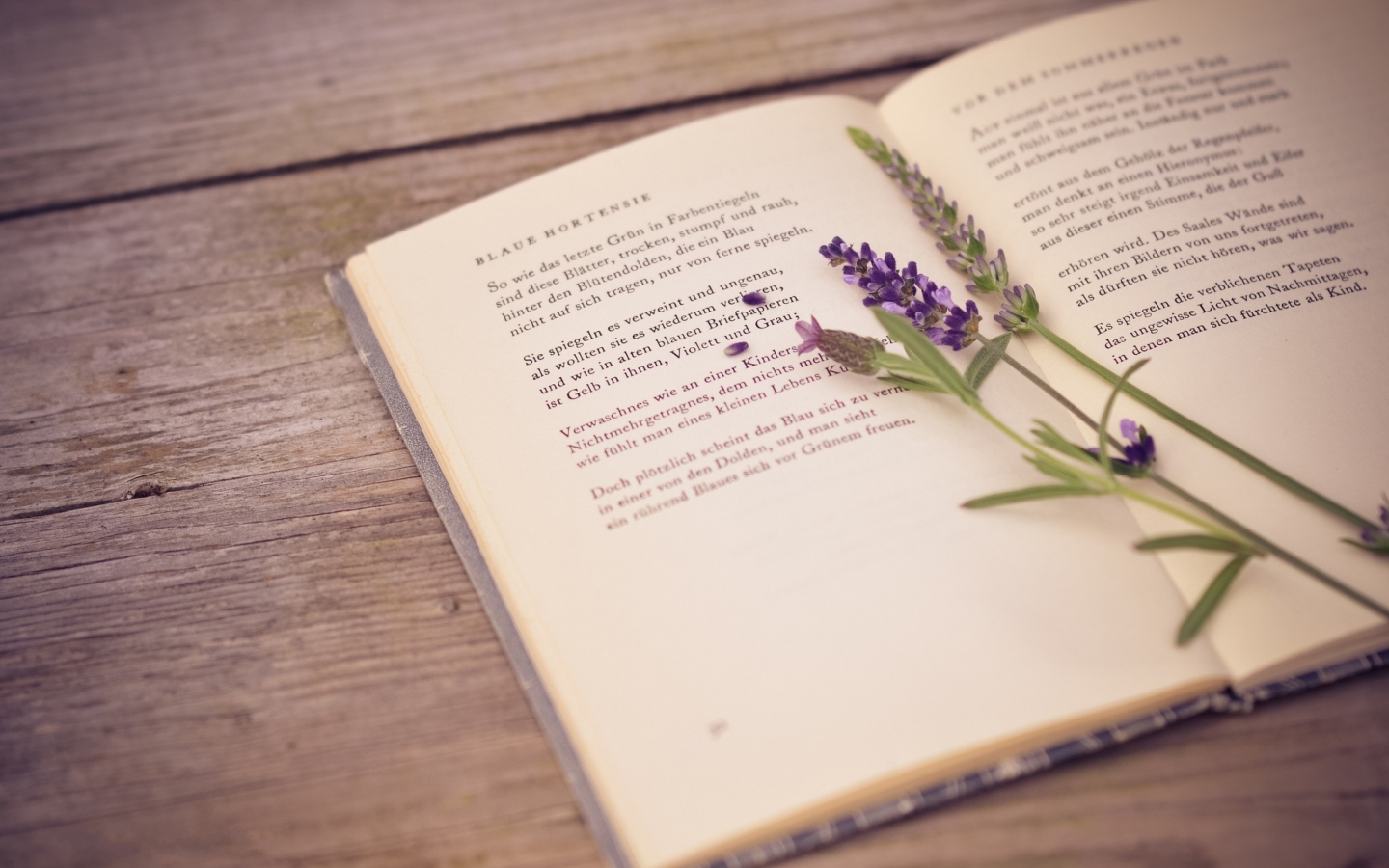 Das Poetry And Lavender Wallpaper 1440x900